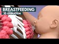 Breastfeeding 3D Animation