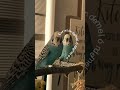 Corazondemelon Capcutamor Budgies Budgiesoftiktok Parakeet