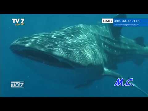 Tv7 con Voi del 11/02/2019 - Andiamo in Papua (3 di 3)