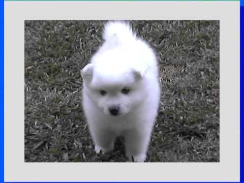 Paris Baby Boy 5.5 wks old