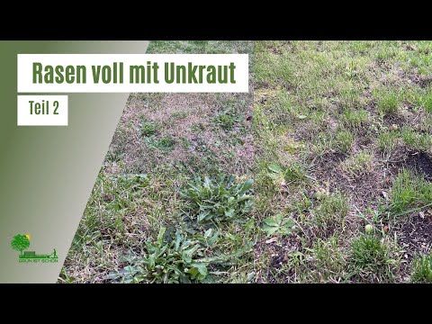 Lawn full of weeds | Part 2: Removing weeds and reseeding the lawn | Scarifying | Fertilizing