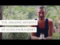 The Amazing Benefits Of Schizandra Berry