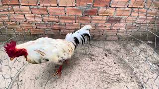 Tốp 3 bé từ 1t3-2t2 @762.8383.34