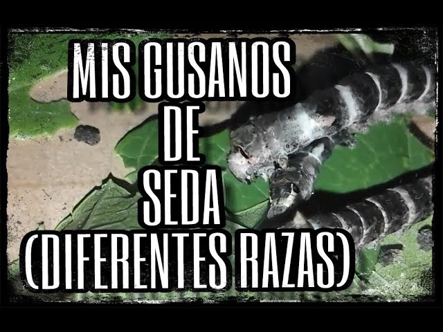 Vídeo relacionado con GUSANOS DE SEDA Hibridos 50 huevos Diferentes Razas Criar con los niños