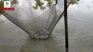 Download lagu Cara mudah menangkap ikan dengan cara tradisional./ Ancau ikan mp3 Download lagu Cara mudah menangkap ikan dengan cara tradisional./ Ancau ikan mp3
