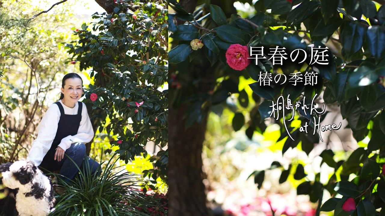 早春の庭〜 椿の季節〜　Garden of Camillias