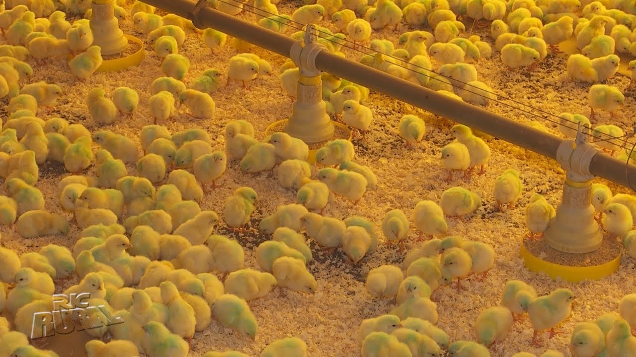 Produtores rurais investem em barracões de frango sofisticados