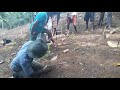 තේ පැලයක් නිවරැදිව සිටුවමු