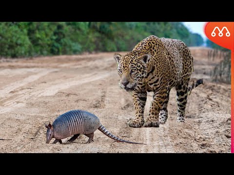 When the jaguar meets the armadillo