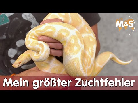 Mein größter Zuchtfehler | Diese Kombos solltest du nicht Züchten! | Reptil TV