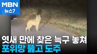 엿새 만에 찾은 늑구 다시 놓쳐…포위망 뚫고 도주 [MBN 뉴스7]