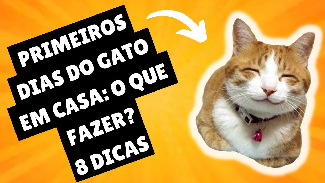 PRIMEIROS DIAS DO FILHOTE DE GATO EM CASA: O QUE FAZER?