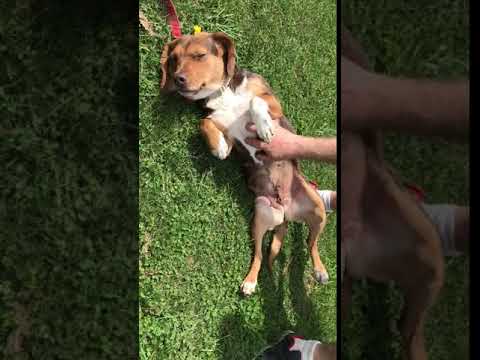 Shay, an adopted Beagle & Retriever Mix in Kittanning, PA_image-1