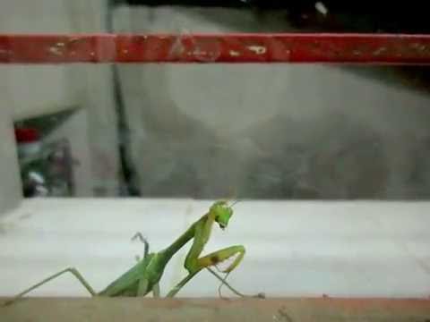 Mamboretá, Mantis, By Vicki R.R.