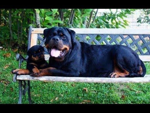 Who let the dogs out (2)-Bekhit Fahim