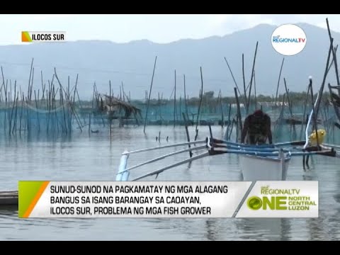One North Central Luzon: Pagkamatay ng mga Alagang Bangus