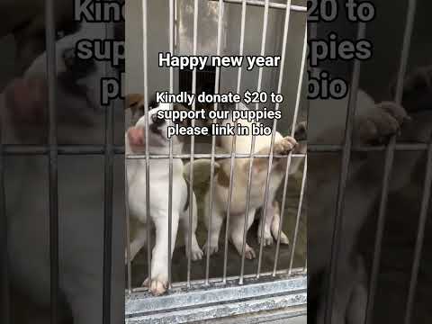 kindly donate link in bio to support our puppies #NYC#LosAngeles#Chicago#Texas#Florida#california