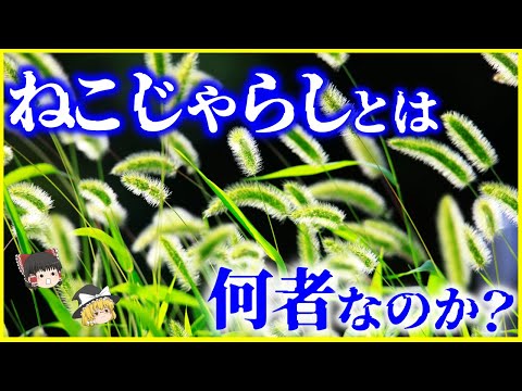 Zyzomysについて詳しく解説