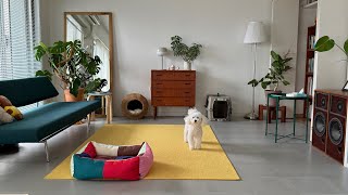 犬とルームツアーをする | 二人暮らし