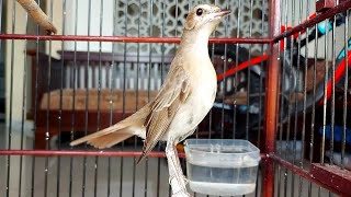 Download lagu Masteran LEGENDARIS !! Suara SIKATAN LONDO Jernih Untuk Semua Burung || COMMON NIGHTINGALE mp3