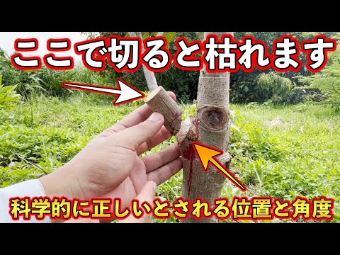 果樹の幹の手入れ 庭の練習