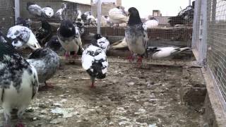 preview picture of video 'Ustad Chaudhary Junaid's Rampuri Teddy Pigeons VIDEO-00375-(0649)'