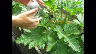 EZ How to Make a Powdery Mildew Spray - Baking Soda Fungicide