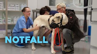 NOTFALL in der Tierklinik - Wie verhalte ich mich?