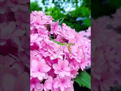 😍Wao! Such a beautiful flower!!!😍