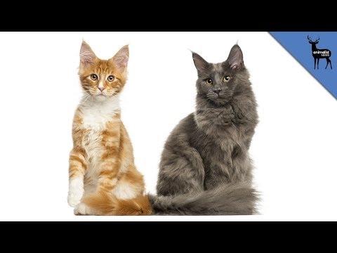 What’s The Difference Between Feral and Stray Cats?