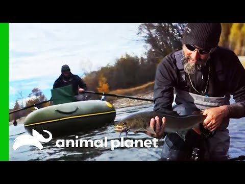 download lagu mp3 mp4 Fish Or Die Animal Planet, download lagu Fish Or Die Animal Planet gratis, unduh video klip Fish Or Die Animal Planet