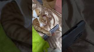 Download lagu kucing bermain hp #kucinglucu #catsoftiktok #short mp3