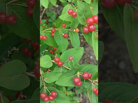 Amazing Nature videos #shorts