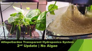 2nd update | AHopeGarden Transparent Hydroponics System | No Algae