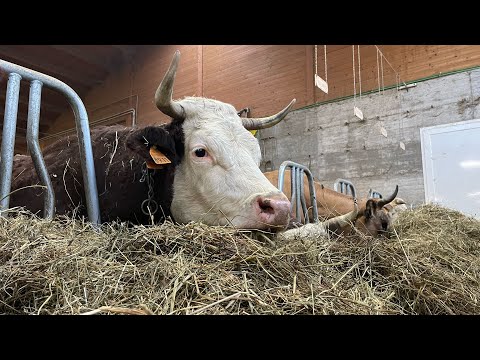 , title : 'La stalla con vacche e vitelli razza piemontese di Daniele Ozenda e Luana Lamberti Demonte (CN)'