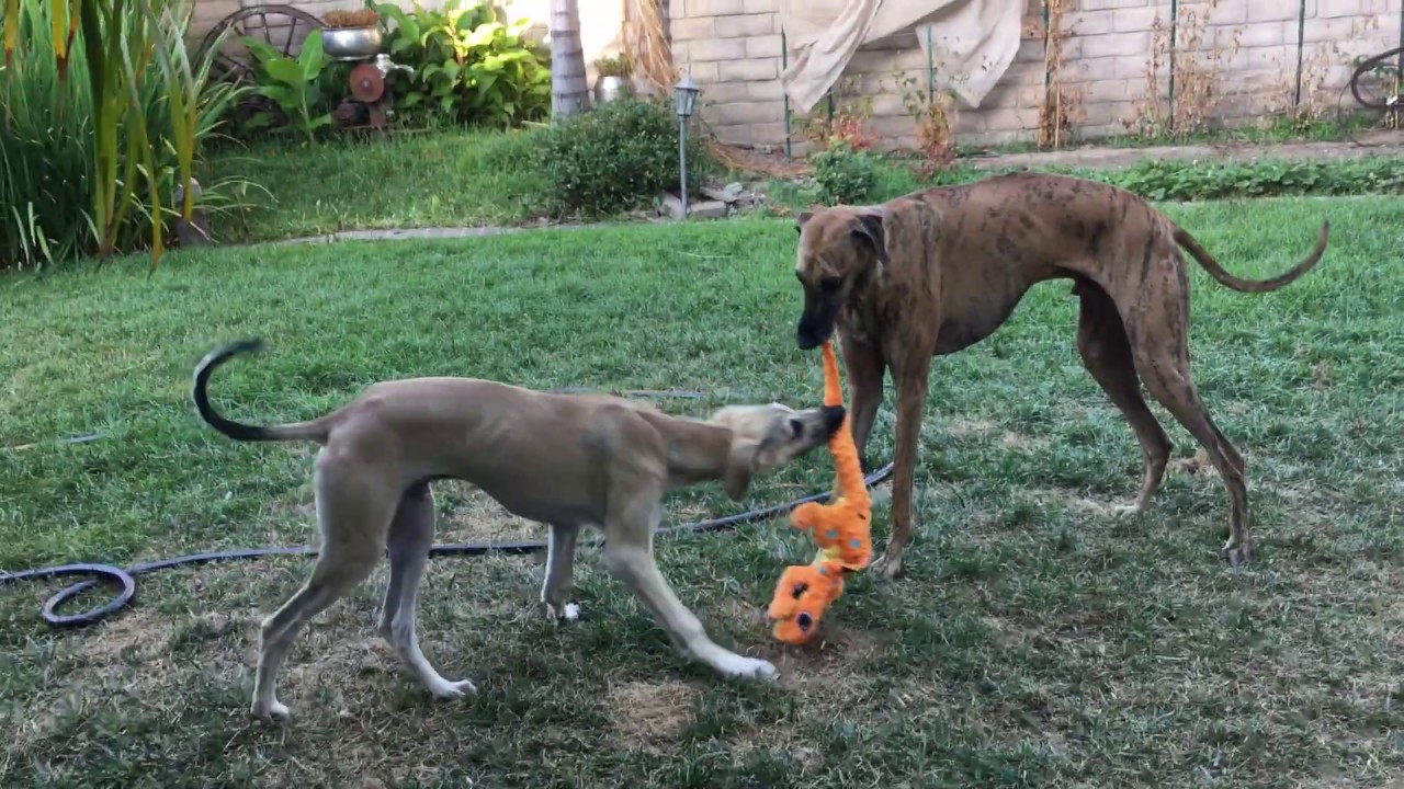 YouTube video preview