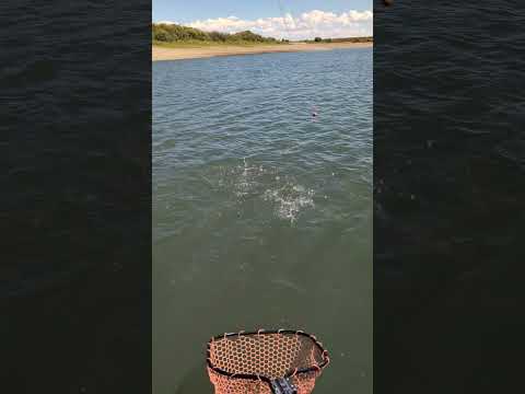 walter Walter Walter #fishing #nature #wildlife