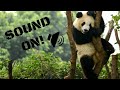 Panda Animal Sound Effects - The SOund ButtOn