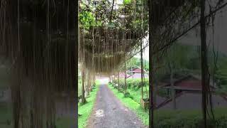 Download lagu Kebun teh Cikuya, Lebak Banten mp3