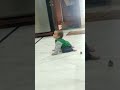 Best Twerk By Saanvi Shorts Viralshorts Trending Saanvi