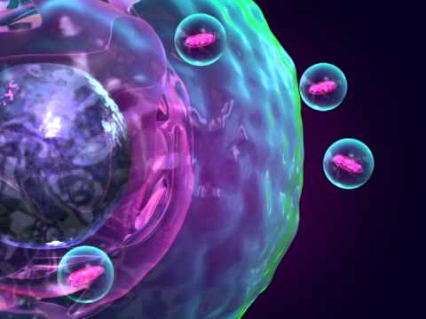 Endoplasmic Reticulum