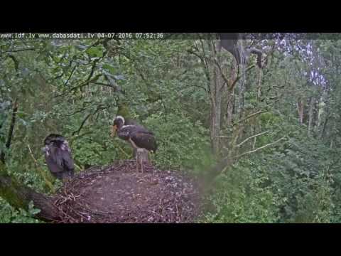 6:52 a stork chicks took moss from the tree trunk