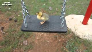 preview picture of video 'Watch First Swing With Cute pet duck !!  Hillarious :)'