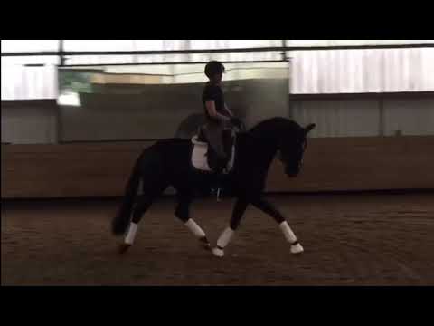 Stute *2015 v. Danciano x Relevant x Donnerhall