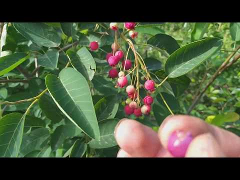 Pom de stafide Amelanchier Lamarchii Afin canadian