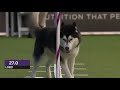 Dogs Husky Vs Border Collie Agility