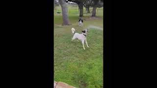 Video preview image #1 Border Collie-Unknown Mix Puppy For Sale in Fort Worth, TX, USA