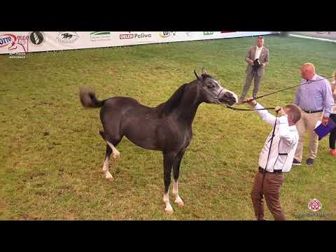 N 87 PENTARION   2020 PRIDE OF POLAND   42nd Arabian Horse National Show   2 3 Years Old Colts Class
