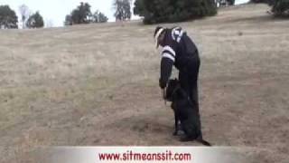 Dog Training-Young Labrador retrieving ducks