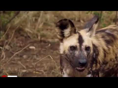 9 Elephants Save Impala From 10 Wild Dogs, Deer vs Python vs Family Warthog, Lions and Buffalo